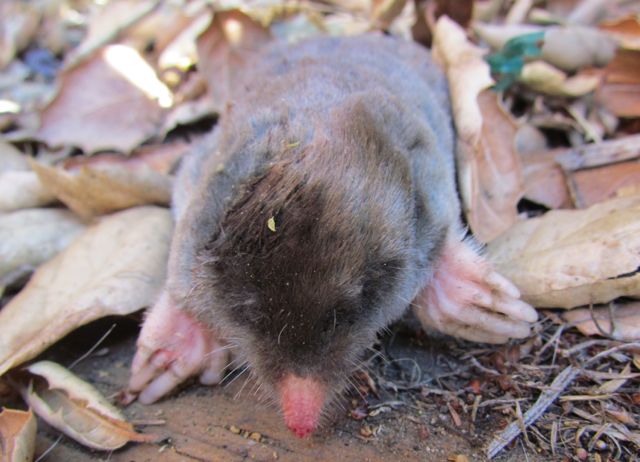 Mole